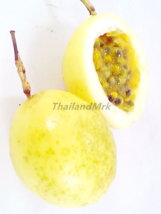 Passion fruit Passiflora edulis Passifloraceae 25 Seeds ThailandMrk - $5.00