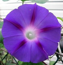 BPA 100 Seeds Purple Morning Glory Ipomoea Nil Flower VineFrom USA - £7.91 GBP