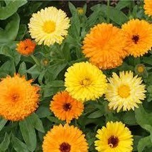 Calendula Fiesta Gitana Dwarf Mix 100 Seeds - £8.97 GBP