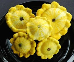 JGBOS Sell 10 Golden Yellow Bush Scallop Squash Patty Pan Cucurbita Pepo Vegetab - $9.00