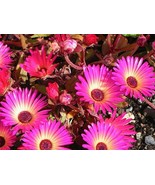 50 Ice plant succulent {Dorotheanthus bellidiformis} seeds - $8.59