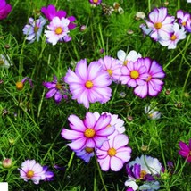 100 Cosmos Picotee Seeds Flower Seeds Garden Fast Shipping - $5.90