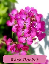 Vibrant Colors 585 Seeds Dames Rocket Rose Fuchsia Perennial - $38.91 MXN