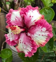 Best 25 Seeds Ruffled Pink Tip Hibiscus Flowers Huge Blooms Planting Garden - £3.84 GBP