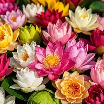 200Pcs Lotus Seeds for Planting - 10 Unique Varieties, Mixed Colors, Inc... - $19.79