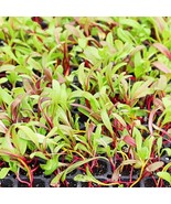 Rainbow Swiss Chard Microgreen Seeds Non-Gmo Heirloom Seeds Sprouting Fr... - $12.58 CAD