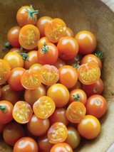 (4) Live Sun Gold Cherry Tomato Plants.  Stout 4&quot; Tall Plants - £19.75 GBP