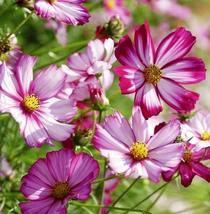 Picotee Cosmos Flower 50 Seeds - £7.97 GBP