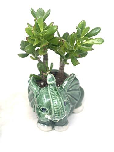 'Hobbit' Jade Plant - Crassula ovuta Elephant Round Vase - $26.45