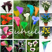 100 Seeds Calla Lily Bonsai Room Flowers Zantedeschia Aethiopica Bonsai Housepla - £8.57 GBP