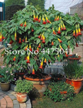 100 Pcs Mix Datura Flower Datura Bonsai Dwarf Brugmansia Suaveolens Flamenco Ang - £5.33 GBP