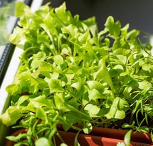 Microgreen Lettuce High Yield Heirloom Non GMO Crisphead Bulk Seeds - $172.69 MXN