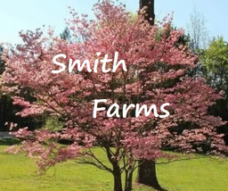 10 Seeds Pink Dogwood Tree Garden Planting Trees From US - $10.25