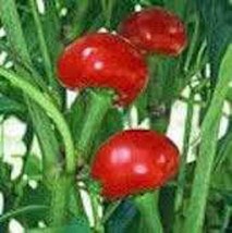 Pepper Seed, Red Sweet Cherry Seeds, Heirloom, Organic, NON-GMO, (100+seeds) - £4.73 GBP