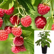 Raspberry Canby Red 5Gallon Plant Rubus Idaeus Canby Red Plant Blackberry Plant - £65.17 GBP