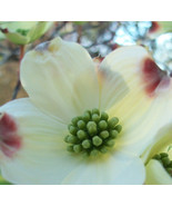 White Dogwood Flower Photograph 8X10 Fine Art Print Nature Photo Photogr... - £15.98 GBP