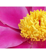 Fushia Pink Peony Flower Photograph 8X10 Art Floral Photography Nature Print  - £15.89 GBP