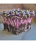 USA SELLER Purple Rambo Radish Microgreens Garden Gourmet - $17.55