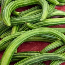 New Dark Armenian Cucumber Seeds 50 Long Snake Serpent Vegetable Fresh USA Garde - £4.94 GBP