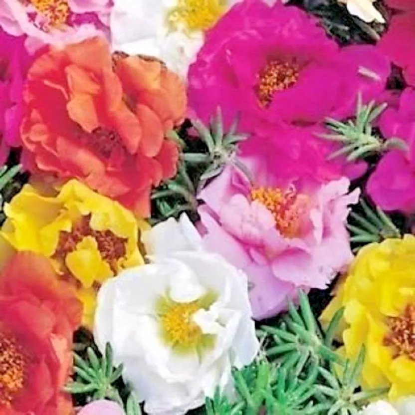 JGBO 500 Portulaca Rose Moss Mix Flower Garden Container Basket Seeds Catalog - £7.87 GBP