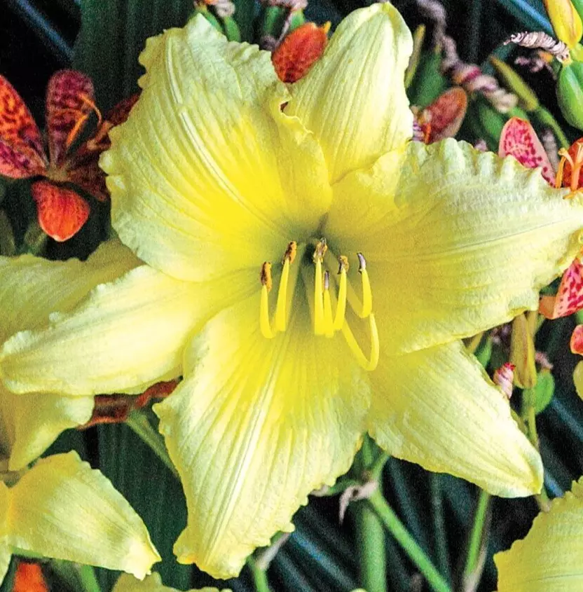 Hemerocallis Daylily BIG TIME HAPPY Yellow 1 Live Flower Plant Root Rebl... - $513.98 MXN