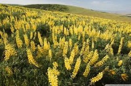 40+ Yellow Lupinus Flower Seeds / Long Lasting Annual/Water Heat Tolerant - £12.10 GBP