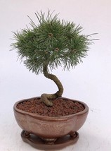Twisty Mugo Pine Bonsai Tree  (pinus mugo &#39;twisty&#39;)  - £119.90 GBP