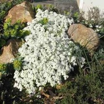 HS Heirloom Ground Cover Snow Peak Rockcress 100+ Pure Seeds - £6.59 GBP