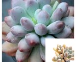 Pachyphytum Frevel 4Inches Pachyveria Elaine Plant Succulent Live Plant - £19.61 GBP