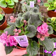 Suncoast Coral Razz African Violet, 4 inch, Gesneriad Pink Flower with Purple Fl - $23.16