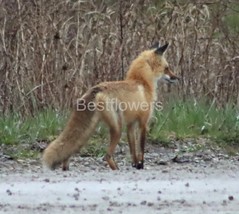A Red Fox - 8x10 Unframed Photograph - $323.54 MXN