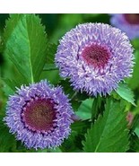 25 Centratherum Pineapple Sangria Pineapple Scented Self-Seeding Annual Flower S - $22.47 CAD