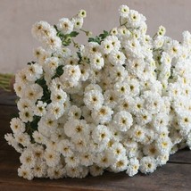 200 Feverfew Tetra White Seeds Fresh Seeds USA - $18.98