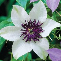White Purple Clematis 10 Seeds Flowers Perennial Bloom Seed - £9.48 GBP