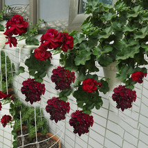 Hanging Geranium Purely Deep Red Perennial Flowers 10Pcs Seeds Heirloom Organic  - £5.46 GBP