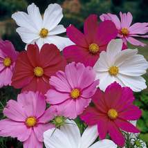 35 Cosmos Versalles Seeds Mix Flower Long Lasting Annual Drought Tolerant - £14.24 GBP