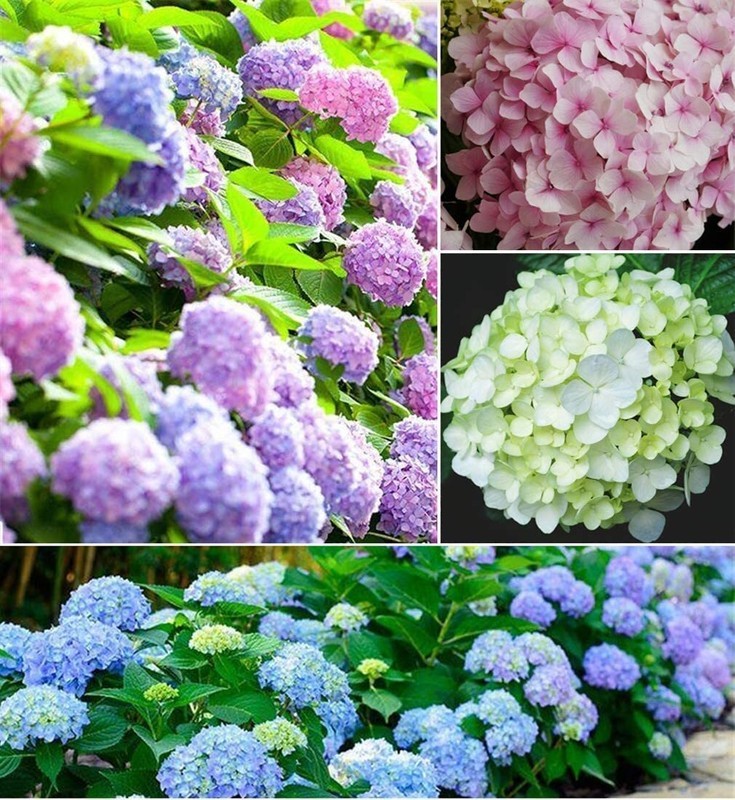 KKG Hydrangea Mixed Color 100 Seeds Large Colorful B US Seller - $28.37
