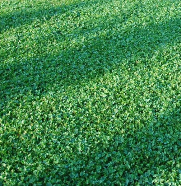 Micro Clover Lawn Grass Seeds 2500 Seeds Lawn Alternative - $20.73