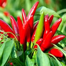 30 seeds Thai Capsicum Fruitescen Hot Pepper Vegetable Seeds Garden Plant - £10.90 GBP