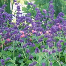 FREE SHIPPING 50 Purple Rain Salvia Seeds Flower Seed Perennial Butterfly - £13.53 GBP