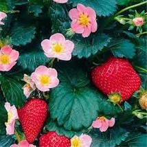 Pikan Strawberry Seeds, Professional Pack, red fruits pink flowers, 100 ... - $12.80