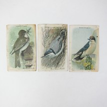 Lot 3 Victorian Trade Cards Arm &amp; Hammer Useful Birds Eastern Phoebe Kingbird - £7.98 GBP
