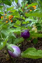 Rosa Bianca Eggplant Seeds, NON-GMO, Marbled Lavender Ivory, Heirloom, F... - €1,36 EUR+