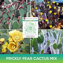 MBK Silphium Laciniatum Compass Plant  Tall And Impressive Easy to Grow - €127,26 EUR