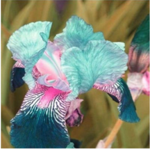100 PCS Iris Flower Flore 24 Colours Blooming Tectorum Perennial Flower Potted P - £7.06 GBP