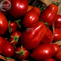 Fresh Tomato San Marzano Vegetable Seeds 1000 Seeds Pack Dark Red Organic Fruits - £8.59 GBP