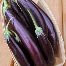 Thai Long Purple Eggplant Intranin Seeds Fast Shipping - $12.89