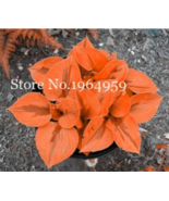 100 Pcs Bag Hosta Plants Perennials Lily Flower Shade Hosta Flower Grass... - $14.90