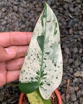 Real Pick Philodendron Ilsemanii Variegated - £1,095.39 GBP
