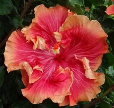 20 Seeds Hibiscus Double Red Orange Plant Fast Heirloom Seeds Blossom - $8.35